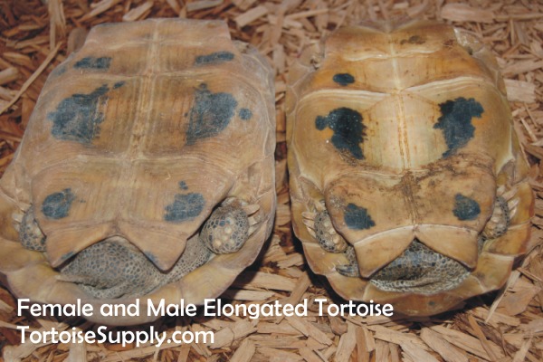 Sexing Your Tortoise How To Determine The Sex Of Your Tortoise Tortoise Tail Photos 