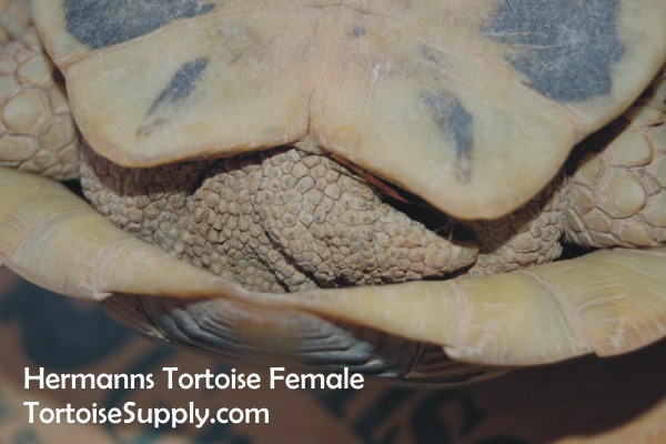 Sexing Your Tortoise How To Determine The Sex Of Your Tortoise Tortoise Tail Photos 