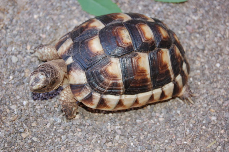 Tortoises For Sale | Chameleon Forums