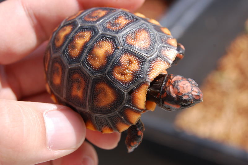 Baby Cherryhead Tortoises - CB 2010 | Chameleon Forums