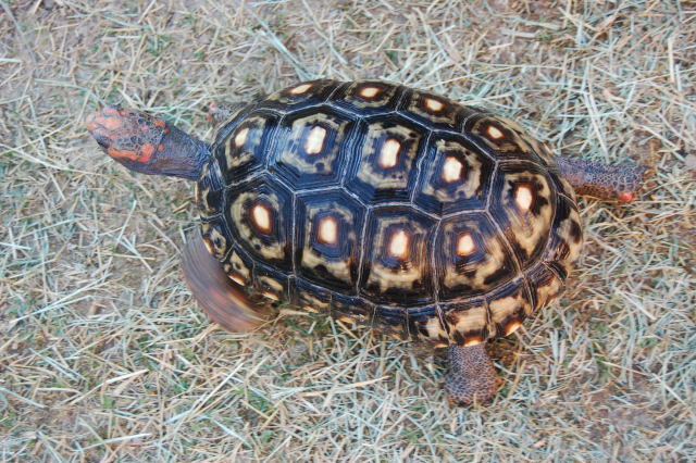 Cherryhead Tortoise Photos