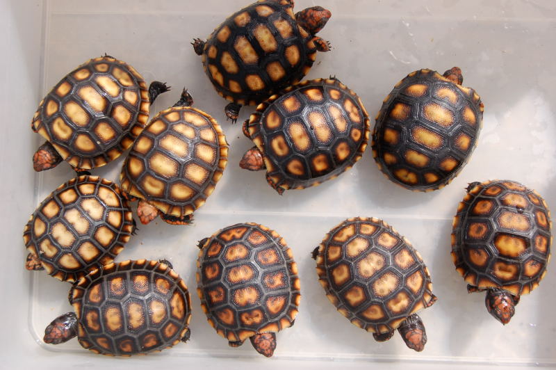 Baby Cherryhead Tortoises - CB 2010 | Chameleon Forums